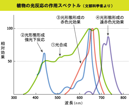 植物の光反応の作用スペクトル　グラフ